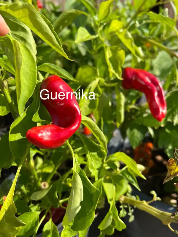 Chili / Paprika: Guernika