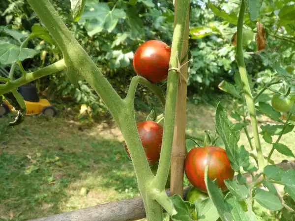 Tomaten: Guernsey Island ( Kat# 2615 )