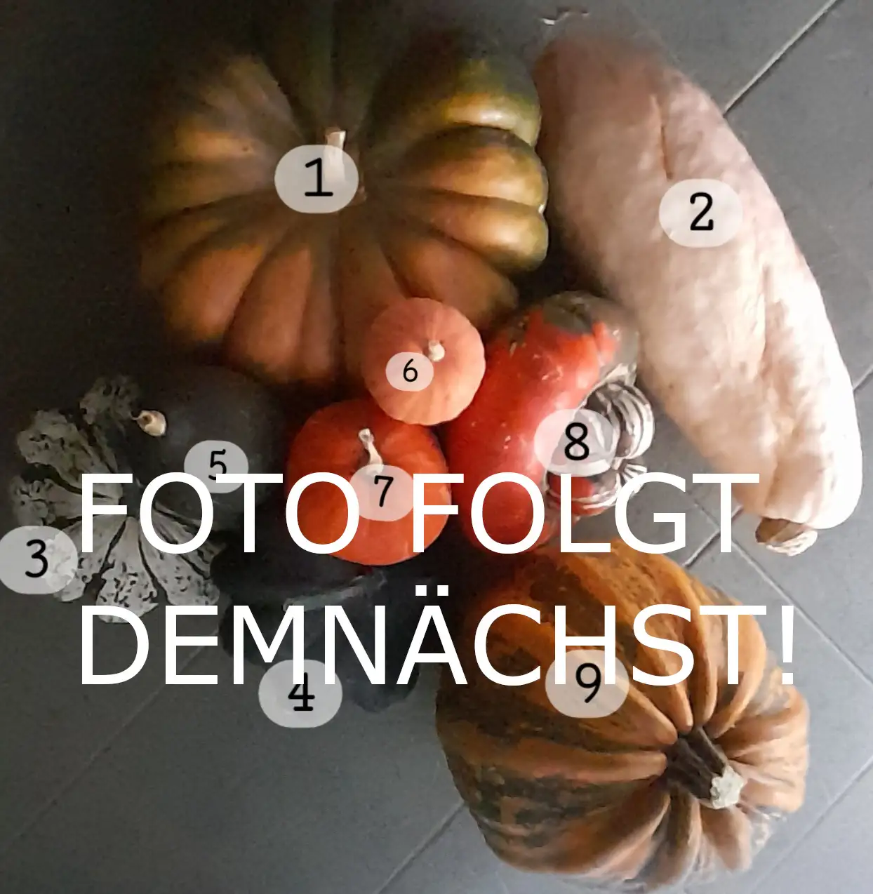 Kürbisse: Guicoy Mini, Cucurbita Pepo