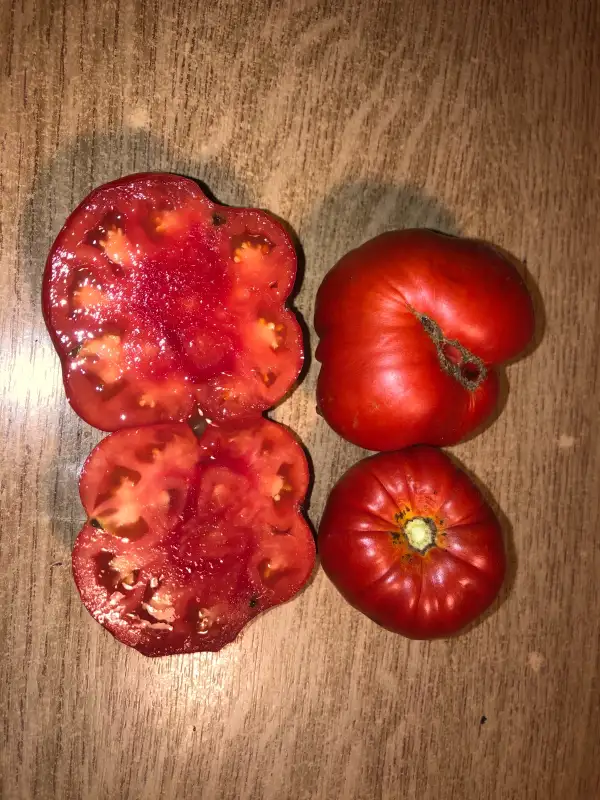 Tomaten: Guido