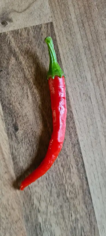 Chili / Paprika: Guindilla