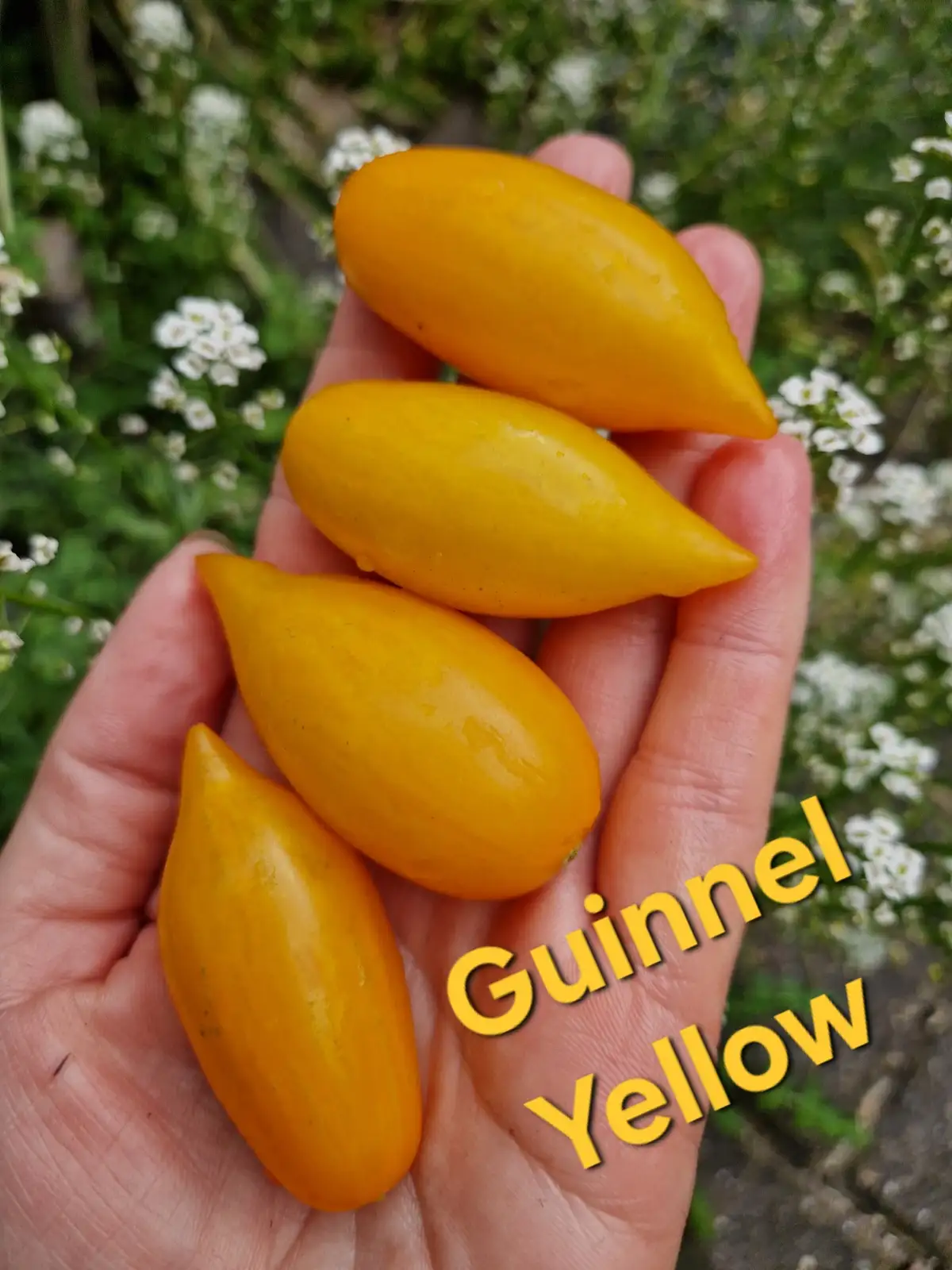 Tomaten: Guinnel yellow