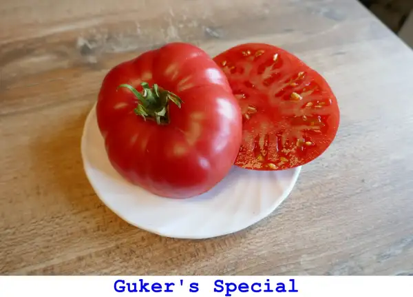 Tomaten: Guker’s Special