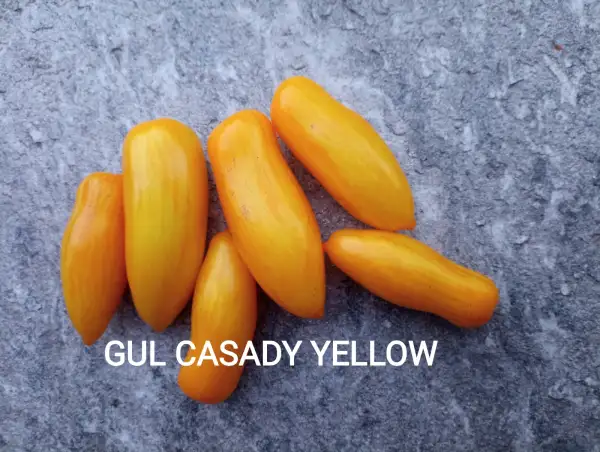 Tomaten: Gul Casady Yellow