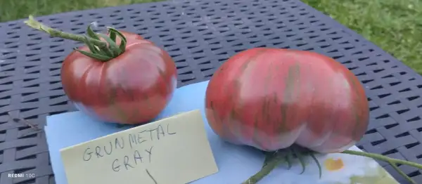 Tomaten: Gun Metal grey