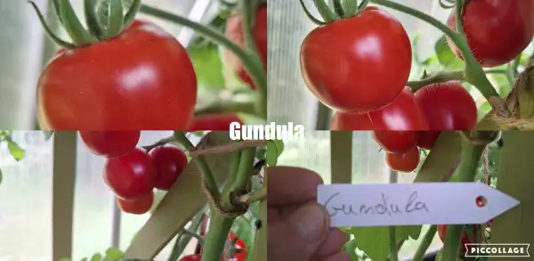 Tomaten: Gundula