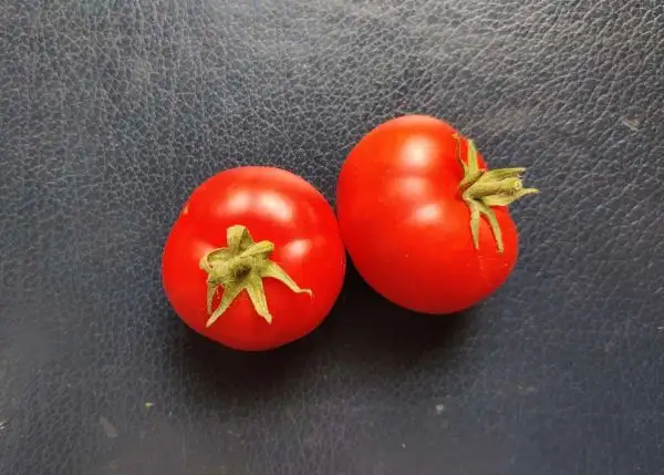 Tomaten: Gundula