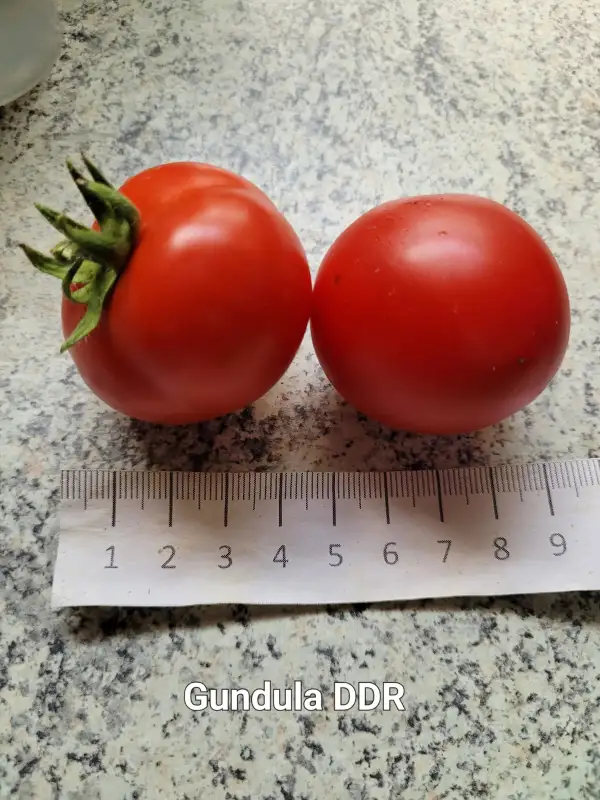 Tomaten: Gundula DDR