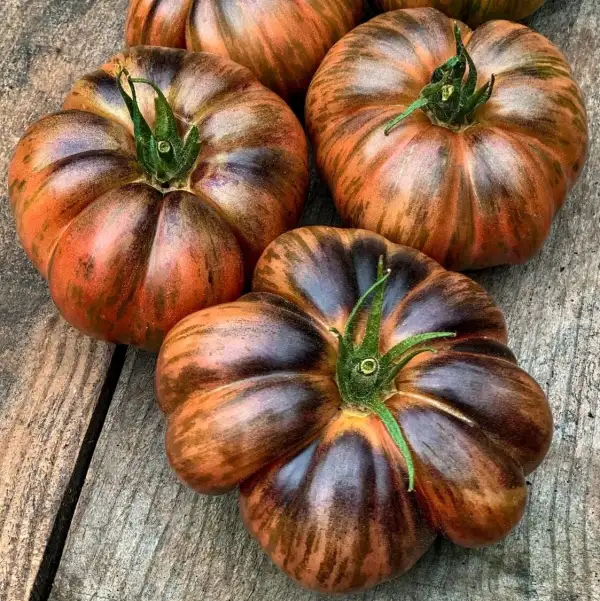 Tomaten: Gunmetal Grey