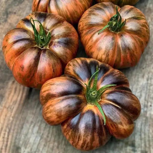 Tomaten: Gunmetal Grey