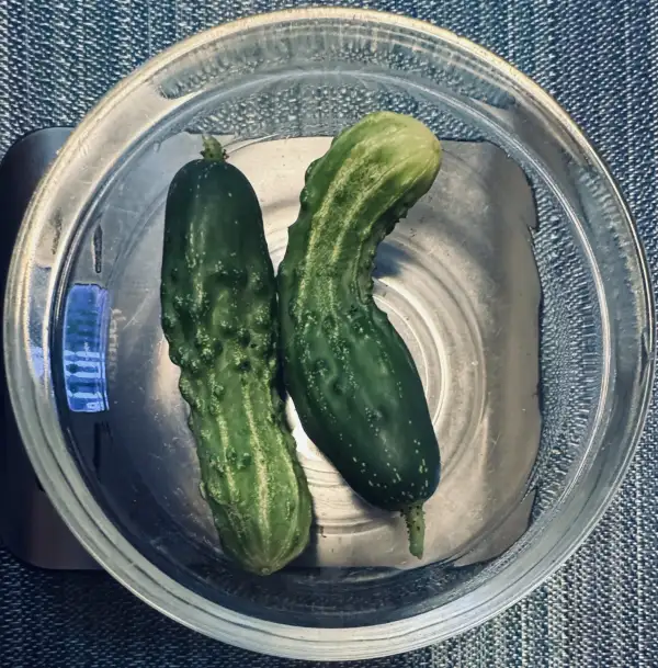 Gurken: Gurke Fine de Meaux