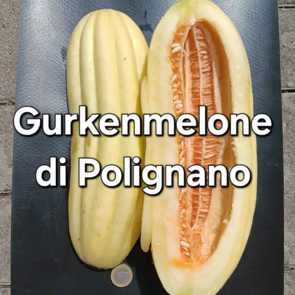 Gurken: Gurkenmelone Di Polignano