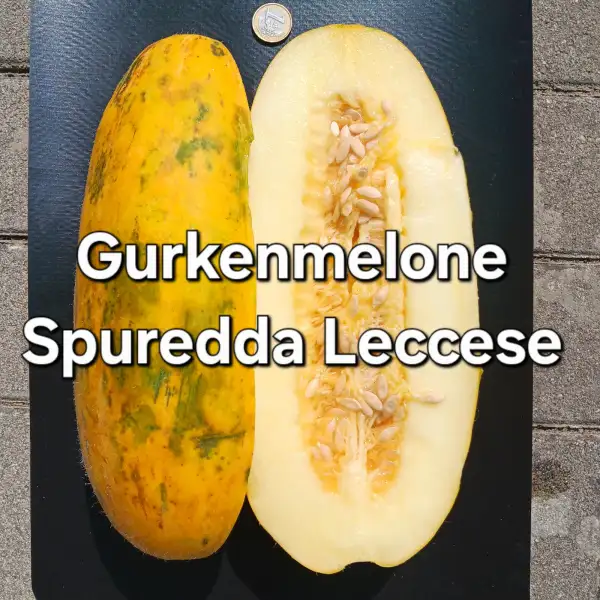 Gurken: Gurkenmelone Spuredda Leccese