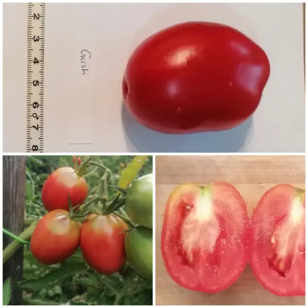Tomaten: Gusti