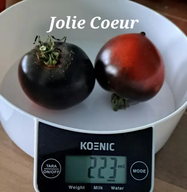 Tomaten: H-34