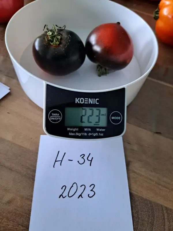 Tomaten: H-34