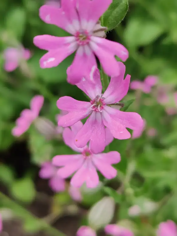Blumen: Hängendes Leimkraut