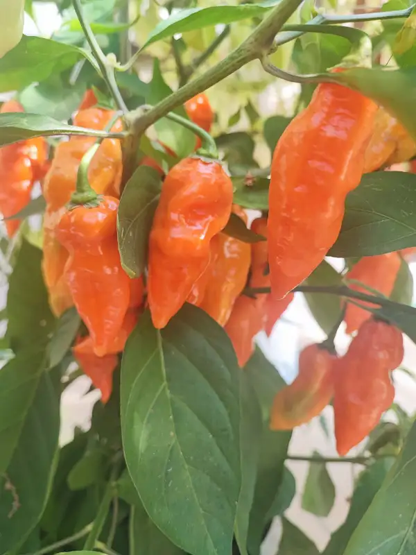 Chili / Paprika: Habanada