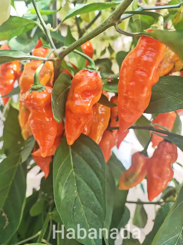 Chili: Habanada