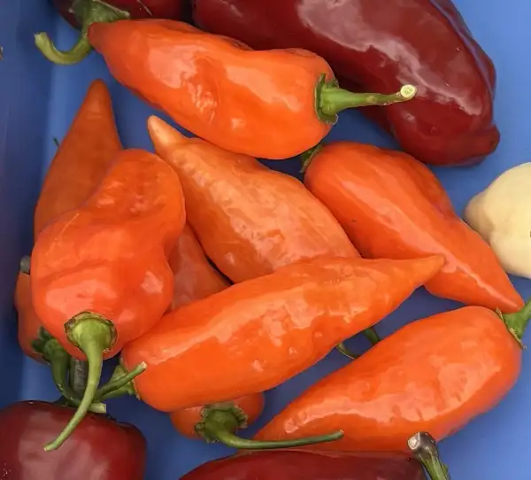 Chili: Habanada (C. Chinense) ohne Schärfe