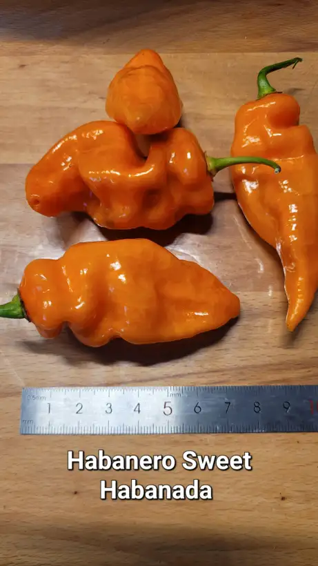 Chili / Paprika: Habanada Sweet Habanero	Schärfe:	0	Höhe:	80-90cm