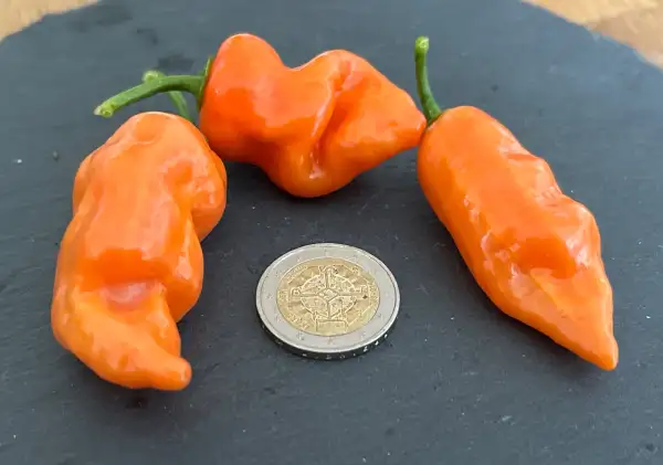 Chili / Paprika: Habanda