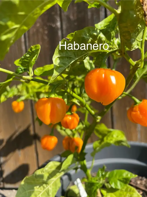 Chili / Paprika: Habanero