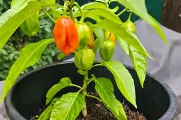 Chili / Paprika: Habanero