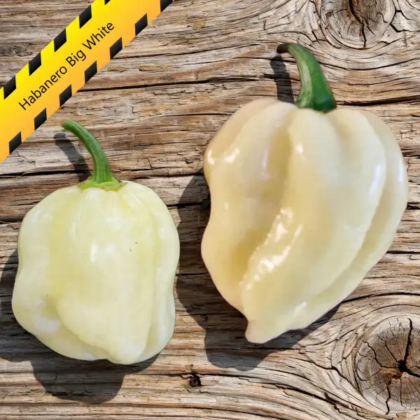 Chili: Habanero Big White