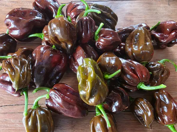 Chili / Paprika: Habanero braun