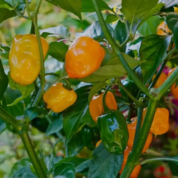 Chili: Habanero Calita Orange