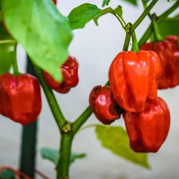 Chili: Habanero Calita Red