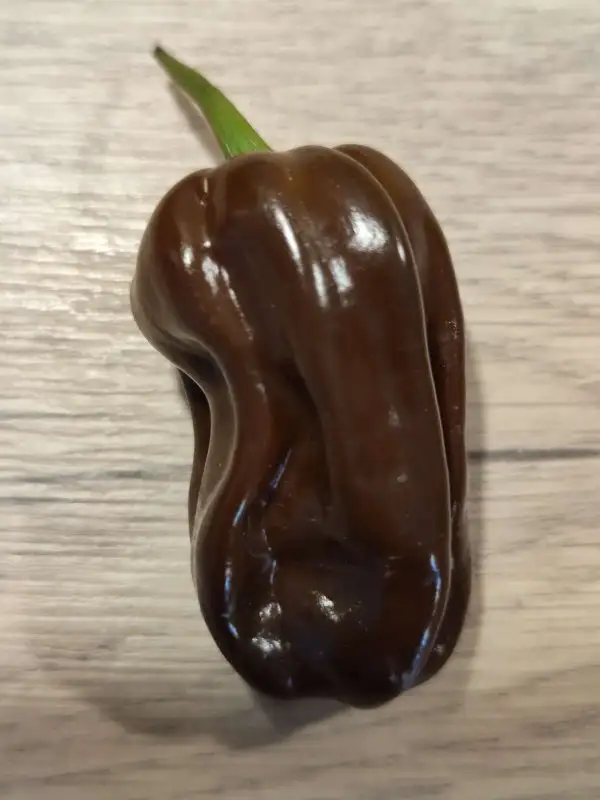 Chili / Paprika: Habanero Chocolate