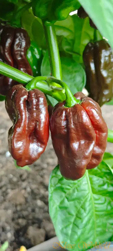 Chili / Paprika: Habanero Chocolate (Schärfe 10)