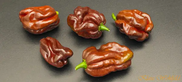 Chili: Habanero Chocolate (Schärfe 10)