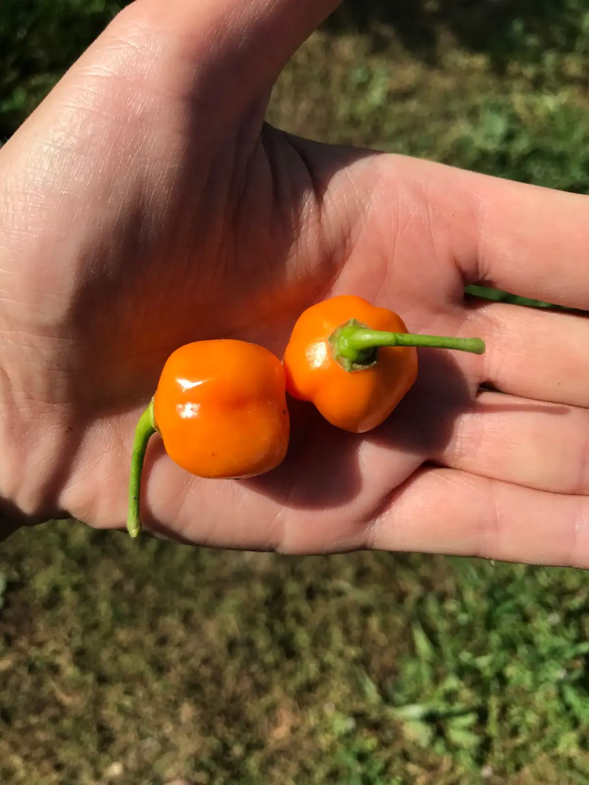 Chili / Paprika: Habanero Early Orange