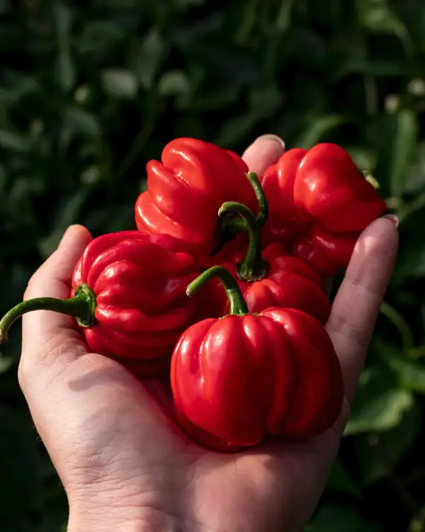 Chili / Paprika: Habanero El Remo
