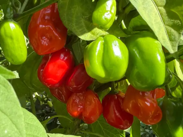 Chili: Habanero El Remo