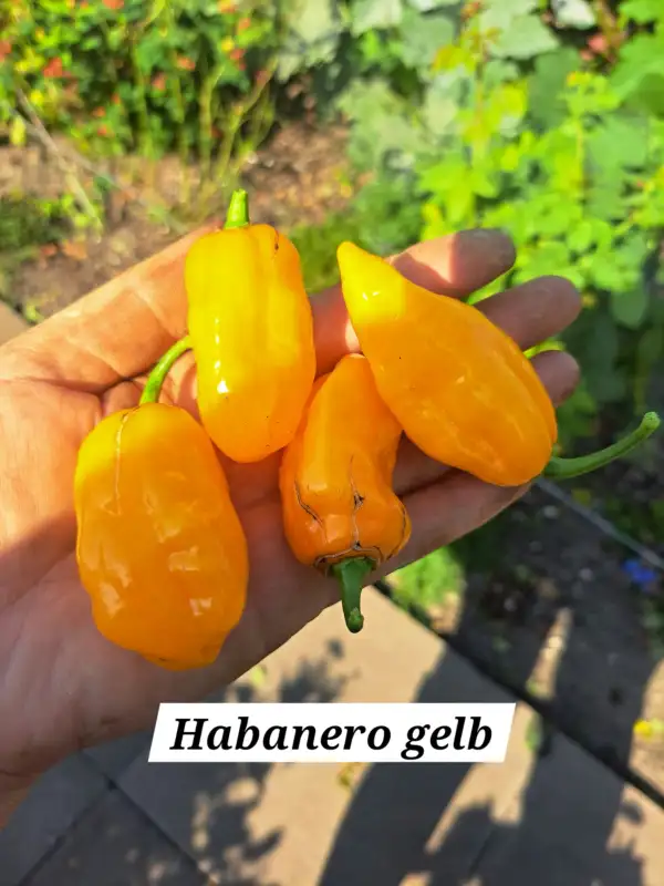 Chili / Paprika: Habanero Gelb