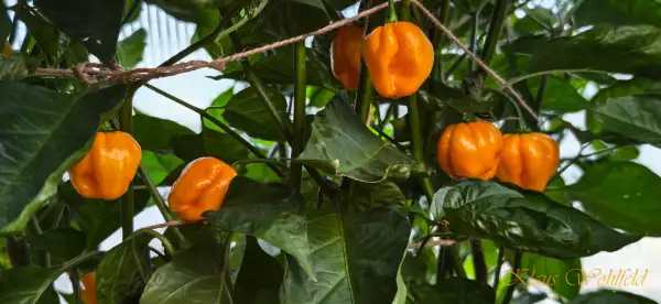 Chili: Habanero Golden (Schärfe 10)