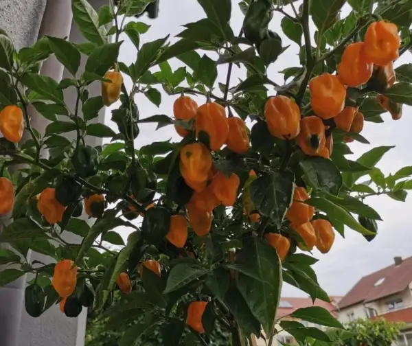 Chili / Paprika: Habanero Grenada Seasoning