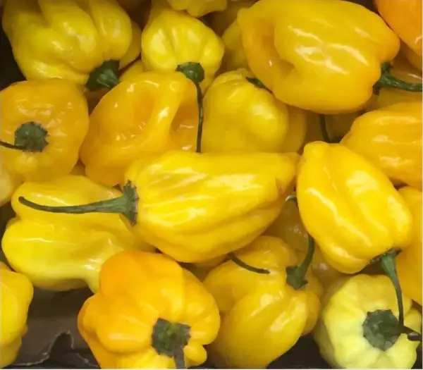 Chili / Paprika: Habanero Hot Lemon