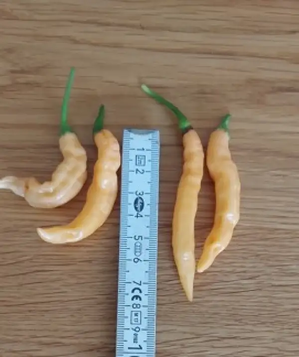 Chili: Habanero Lightning Peach