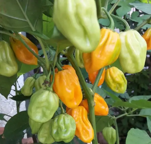 Chili / Paprika: Habanero Madame Jeanette