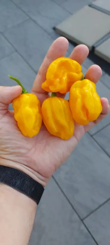 Chili: Habanero Marobie Yellow