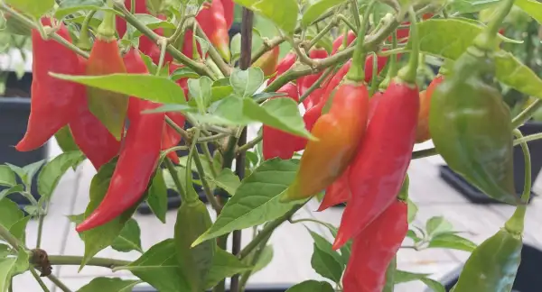 Chili / Paprika: Habanero Maya