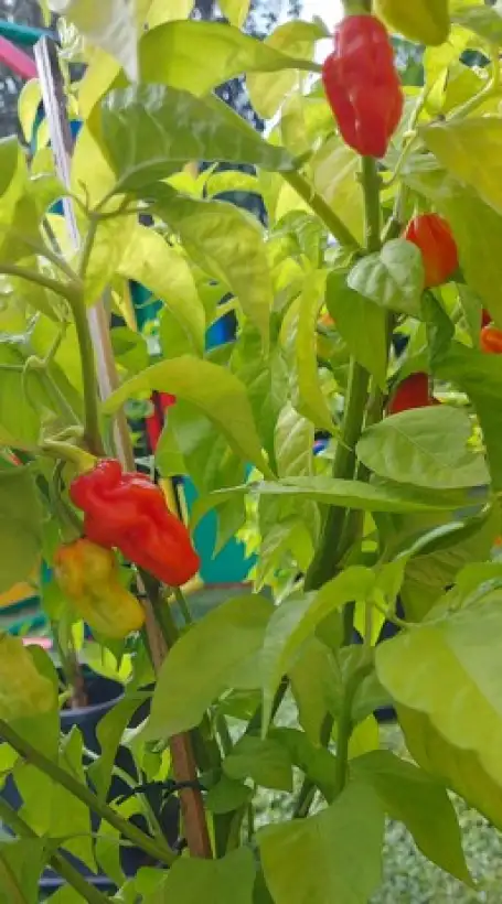 Chili: Habanero Mellow