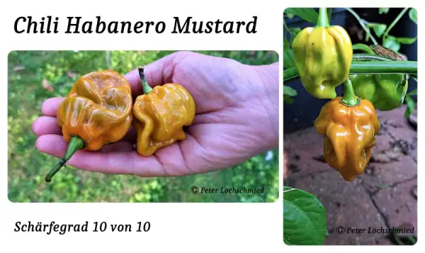 Chili / Paprika: Habanero Mustard