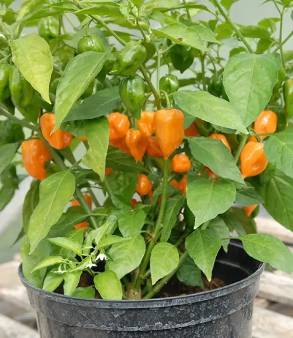 Chili / Paprika: Habanero Orange