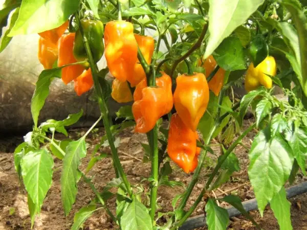 Chili / Paprika: Habanero Orange